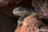 Waterdragon (Physignathus lesueurii)