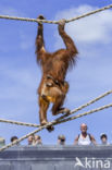 Sumatran Orangutan (Pongo abelii)