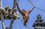 Sumatran Orangutan (Pongo abelii)
