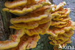 Zwavelzwam (Laetiporus sulphureus)