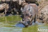 Common Warthog (Phacochoerus africanus)