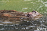 Hippopotamus (Hippopotamus amphibius)