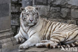 Bengal Tiger (Panthera tigris tigris)