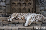 Bengal Tiger (Panthera tigris tigris)