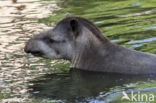 South American Tapir (Tapirus terrestris)