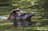 South American Tapir (Tapirus terrestris)