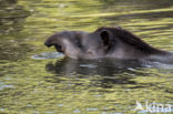 South American Tapir (Tapirus terrestris)