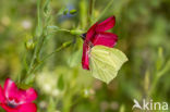 Citroenvlinder (Gonepteryx rhamni)