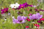 bloom