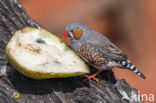 zebravink (Poephila guttata)