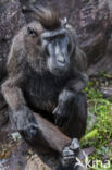 Black Macaque (Macaca nigra)