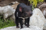Tasmanian devil (Sarcophilus harrisii)