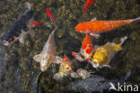 Cyprinus rubrofuscus