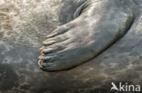 Common Seal (Phoca vitulina)