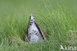 Black-tailed Godwit (Limosa limosa)