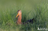 Black-tailed Godwit (Limosa limosa)