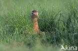 Black-tailed Godwit (Limosa limosa)