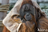 Sumatran Orangutan (Pongo abelii)