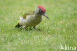 Groene Specht (Picus viridis)