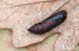 Knot Grass (Acronicta rumicis)