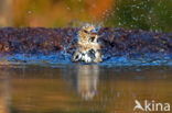 Hawfinch (Coccothraustes coccothraustes)