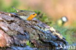 European Robin (Erithacus rubecula)