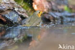 European Robin (Erithacus rubecula)