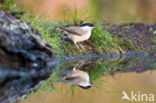 Marsh Tit (Parus palustris)