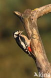 Great Spotted Woodpecker (Dendrocopos major)