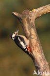 Great Spotted Woodpecker (Dendrocopos major)