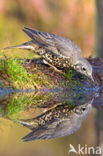 Mistle Thrush (Turdus viscivorus)