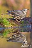 Grote Lijster (Turdus viscivorus)