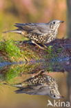 Grote Lijster (Turdus viscivorus)