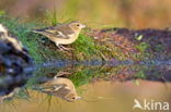 Chaffinch (Fringilla coelebs)