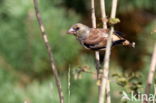 Hawfinch (Coccothraustes coccothraustes)