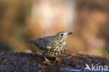 Zanglijster (Turdus philomelos)