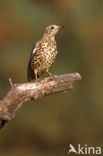 Zanglijster (Turdus philomelos)