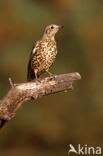 Song Thrush (Turdus philomelos)