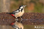 Great Spotted Woodpecker (Dendrocopos major)