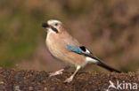 Eurasian Jay (Garrulus glandarius)