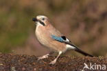 Vlaamse Gaai (Garrulus glandarius)