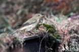 Tjiftjaf (Phylloscopus collybita)