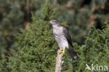 Sparrow Hawk (Accipiter nisus)