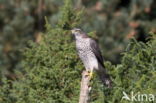 Sparrow Hawk (Accipiter nisus)
