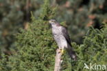 Sperwer (Accipiter nisus)