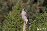 Sparrow Hawk (Accipiter nisus)
