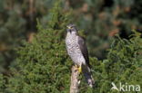 Sparrow Hawk (Accipiter nisus)