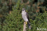 Sperwer (Accipiter nisus)