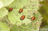 poplar leaf beetle (Chrysomela populi)