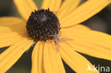 nursery web spider (Pisaura mirabilis)